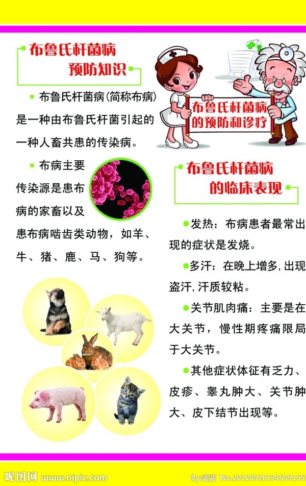 布魯氏桿菌病圖片