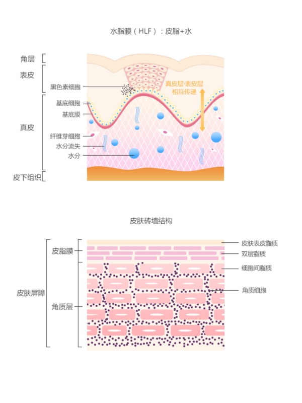 水脂膜皮膚磚墻結(jié)構(gòu)細(xì)節(jié)圖