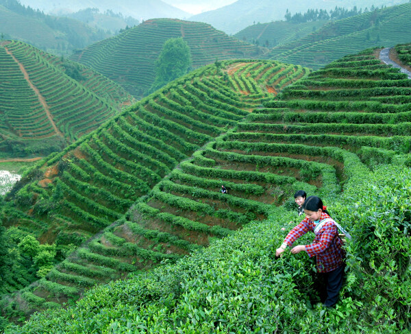 茶園人圖片