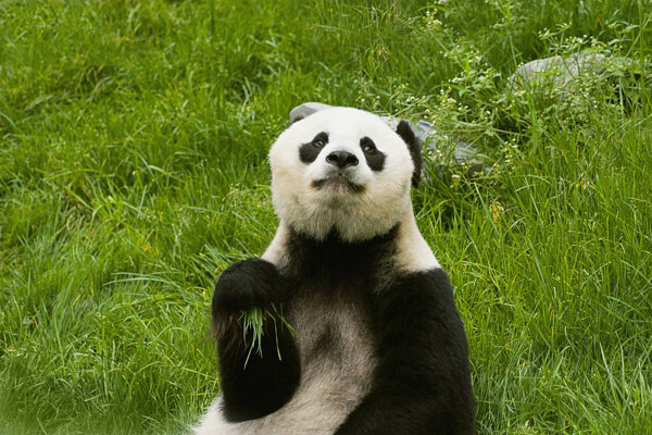 草地里的大熊猫图片图片