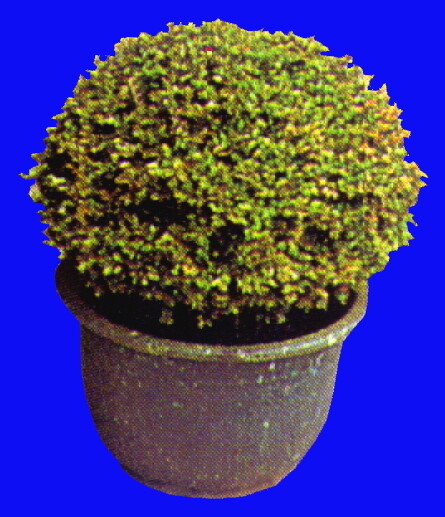 盆栽g016盆景盆花植物素材