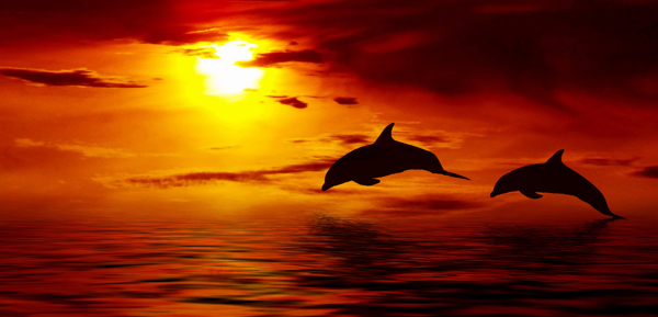 黄昏海面上的海豚
