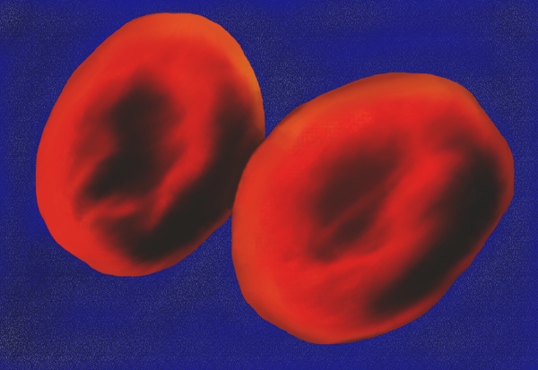 红细胞图片