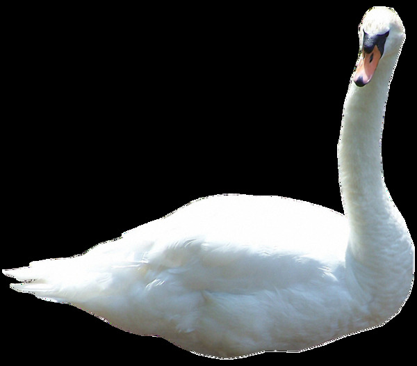 白色羽毛的天鹅免抠png透明素材