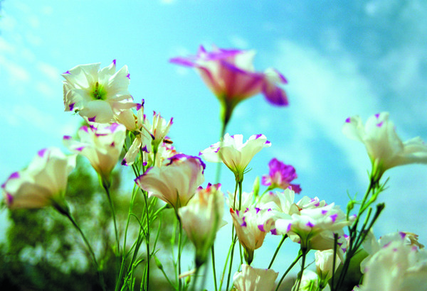 花花卉鲜花花朵鲜艳盛开大自然花丛植物户外芳香美丽广告素材大辞典