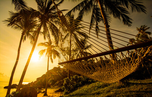 椰树上的吊床景色图片