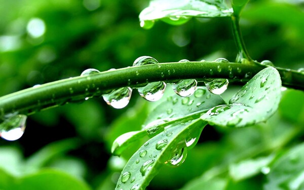 高清植物細(xì)節(jié)圖