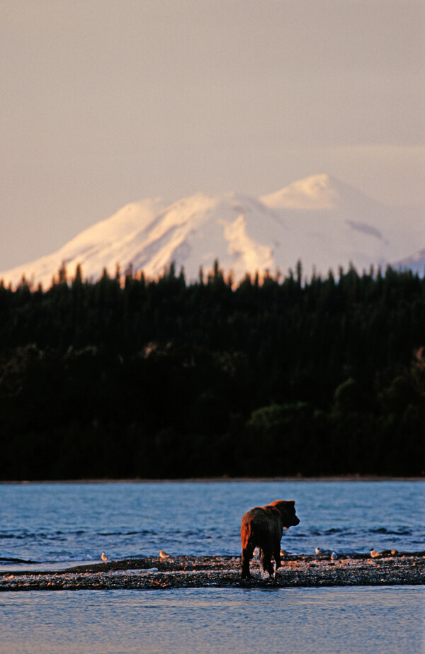 湖泊美景与熊