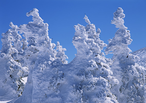 树梢上的积雪图片