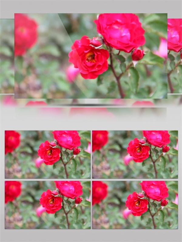玫红色玫瑰花园视频音效