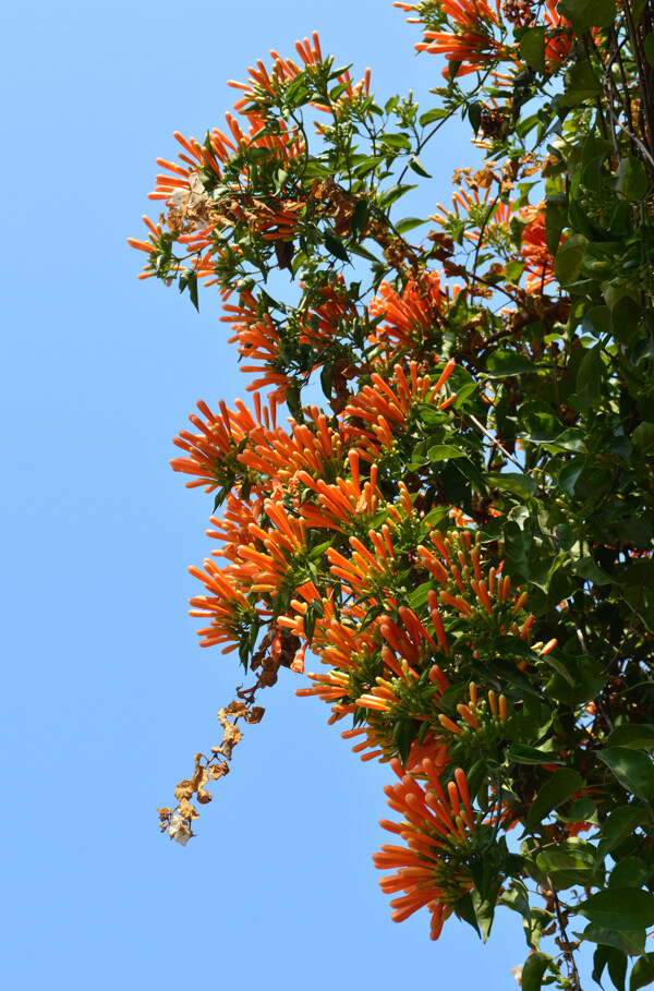 炮仗花圖片