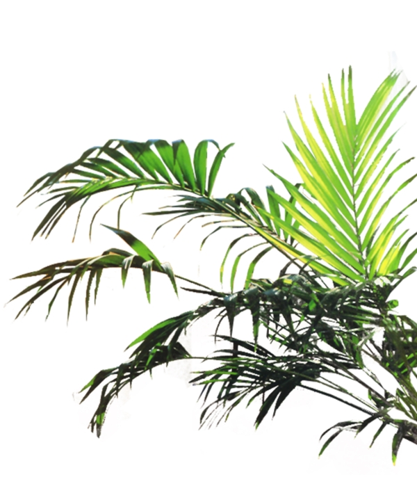 室內(nèi)植物3D貼圖