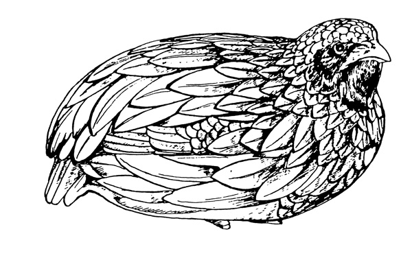 清代花鳥圖案中國傳統(tǒng)圖案0053