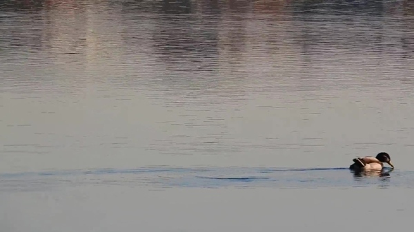 河面上的鸭子视频
