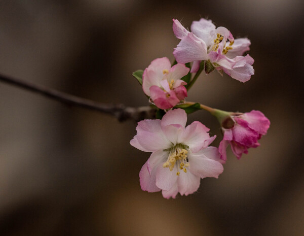 鲜艳粉色海棠花图片