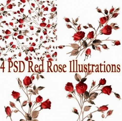 4张psd的红玫瑰插图图片