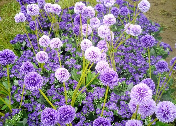紫球花图片