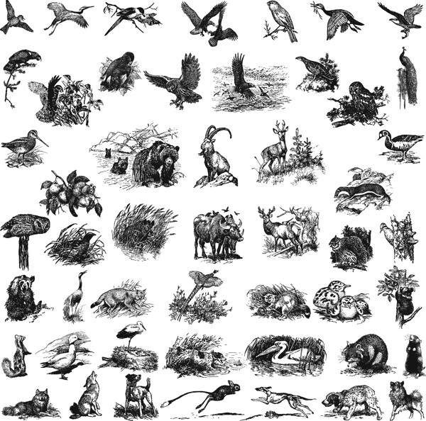 黑白素描动物图案