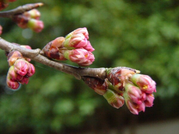 櫻桃花圖片