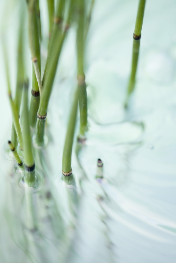 水中的植物圖片