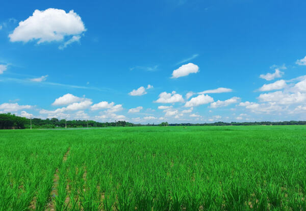 綠色田野與清澈的藍天相接