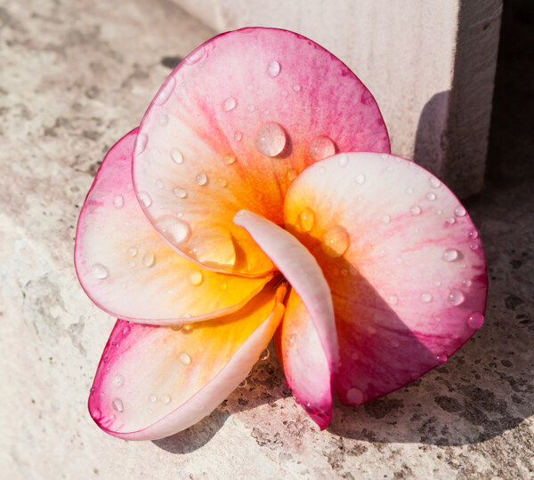 露珠與花朵圖片