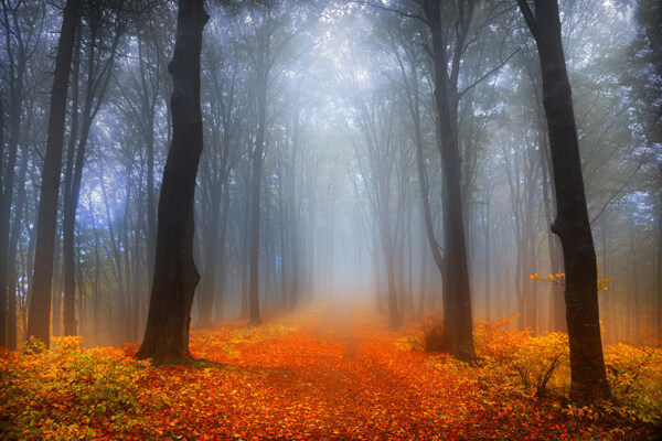 雾中的森林图片