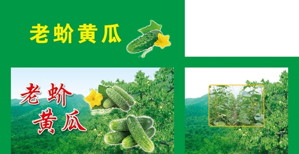 老蚧黃瓜