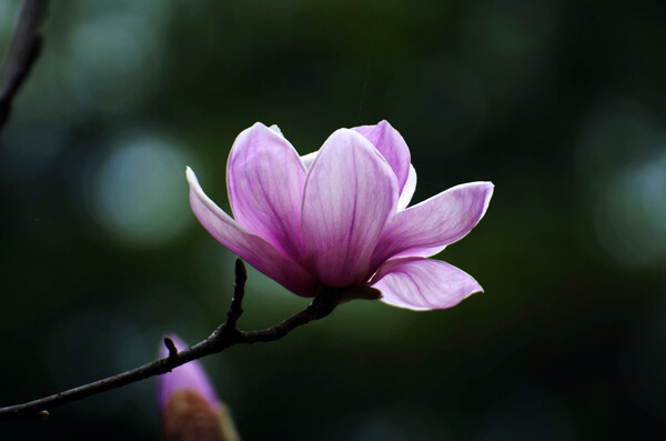 唯美紫色玉兰花图片