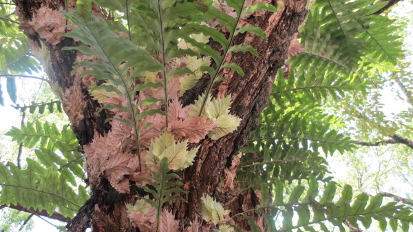 蕨类植物照片图片