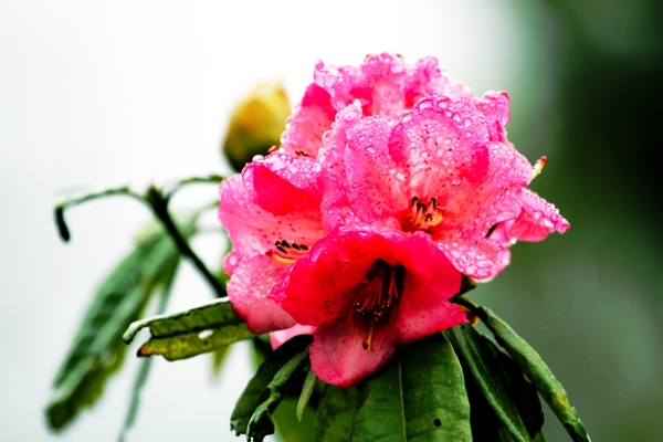 雨后杜鵑花