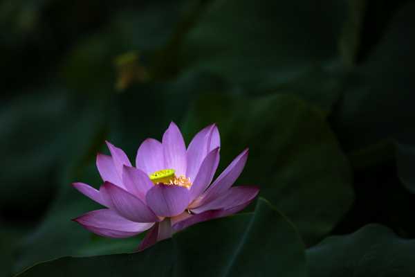荷花圖片