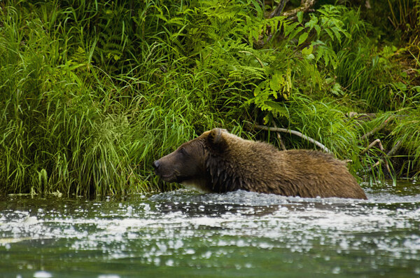 水里旅游的棕熊高清图片