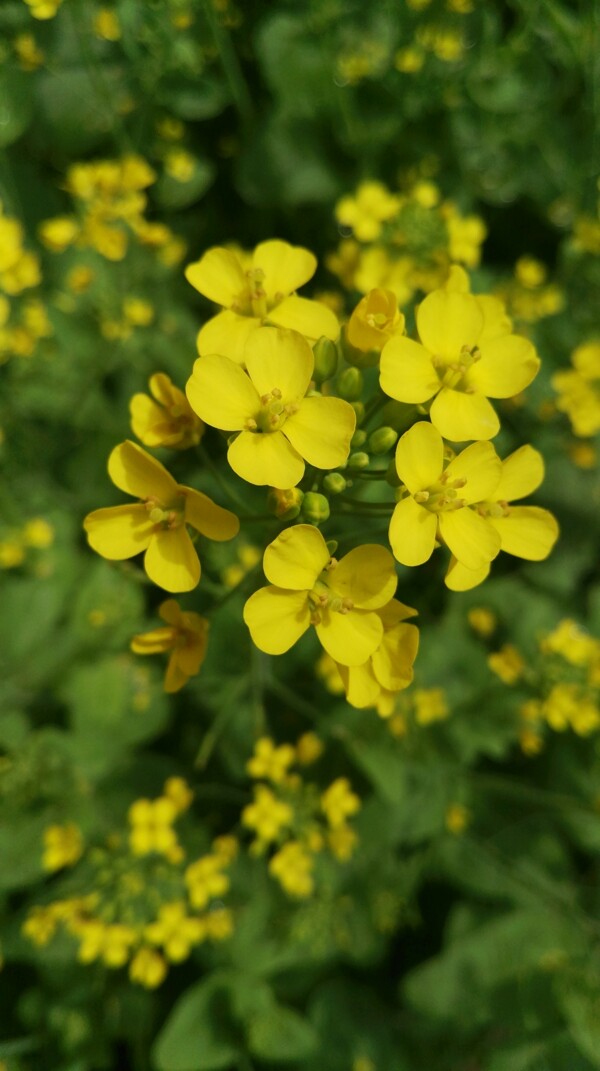 油菜花