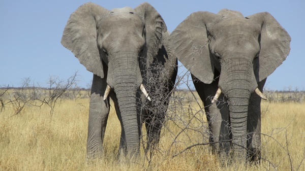 两只野生大象