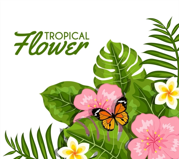 热带花卉和蝴蝶图片