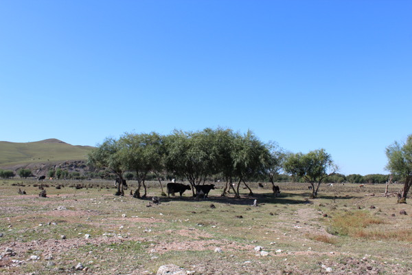树木下的牛风景