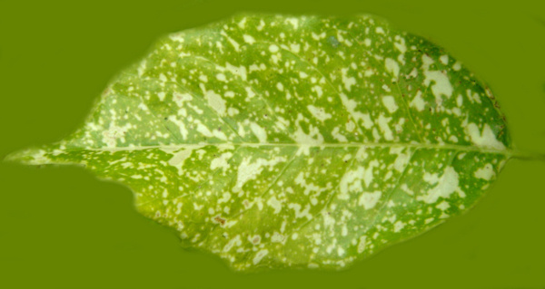 3D植物模型