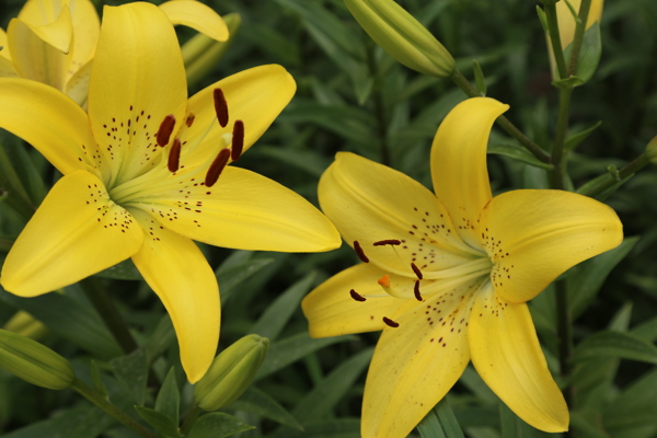 百合花圖片