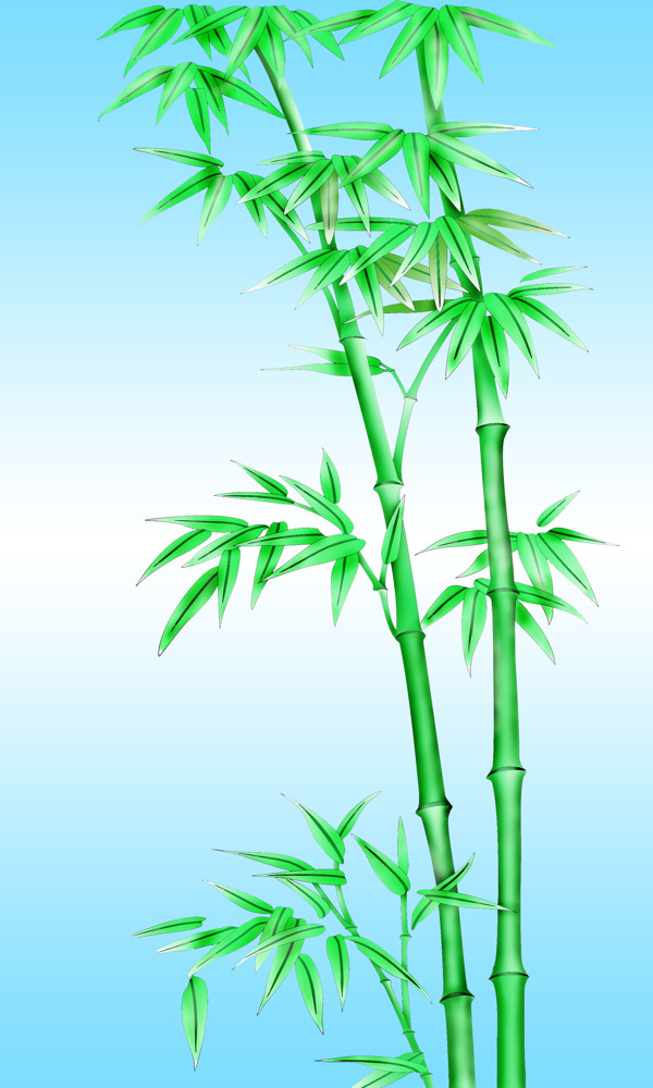 竹子圖片