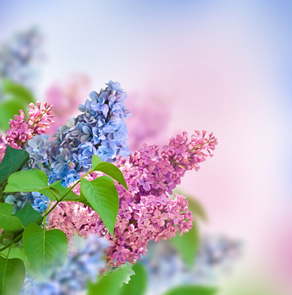 唯美丁香花圖片