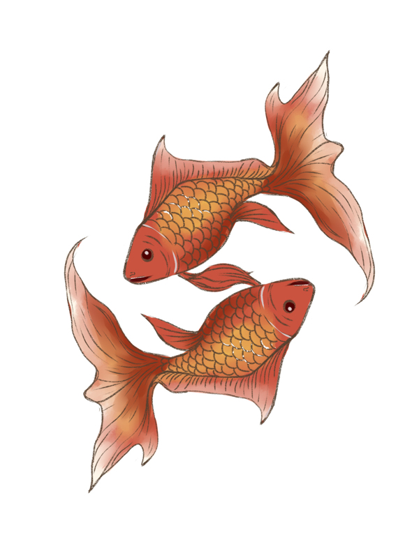 手绘红色金鱼观赏鱼