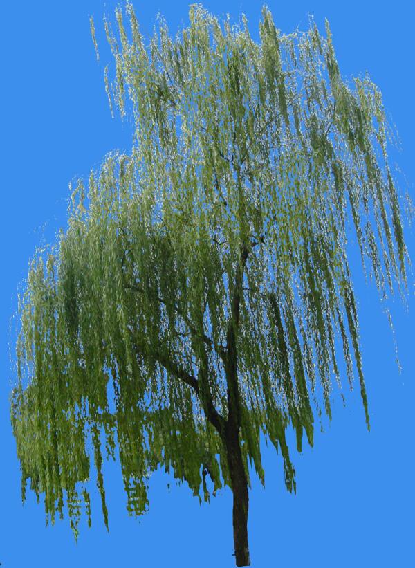 垂柳水邊灌木類植物素材