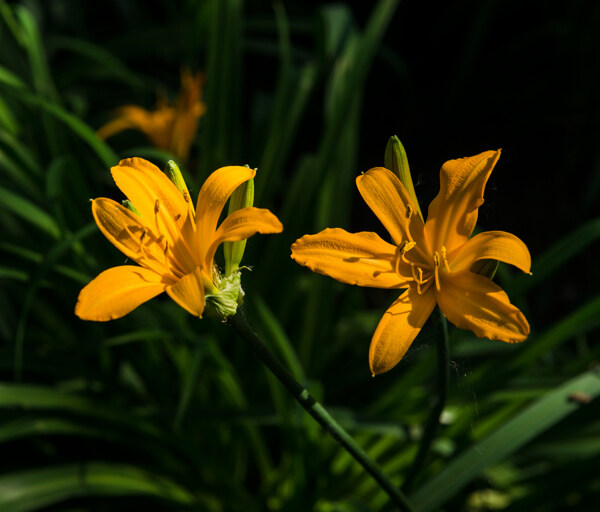 魅力萱草花卉
