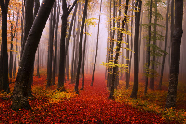 美丽秋天森林风景图片