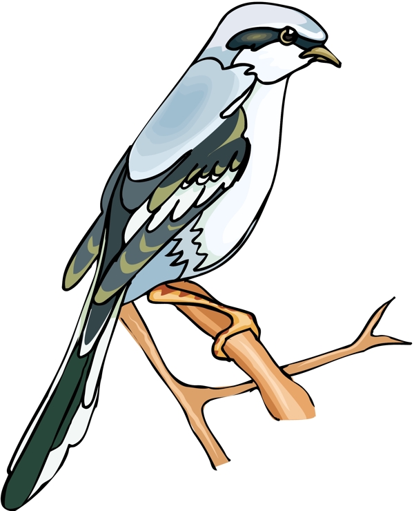 各種鳥類鳥動物矢量素材EPS格式0973