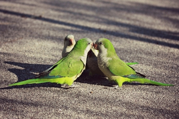 情侣爱情鹦鹉动物鸟情感大自然
