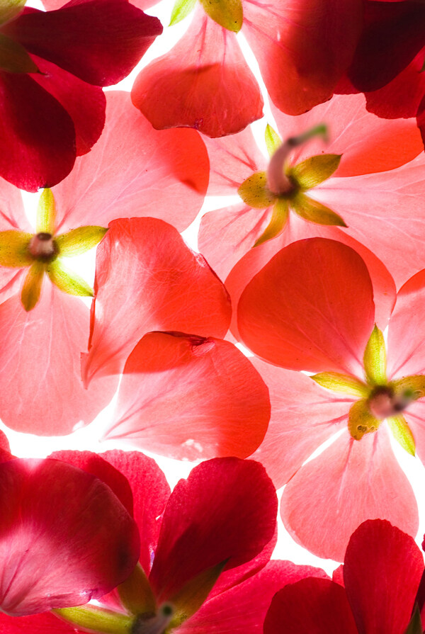 红色花朵背景高清图片