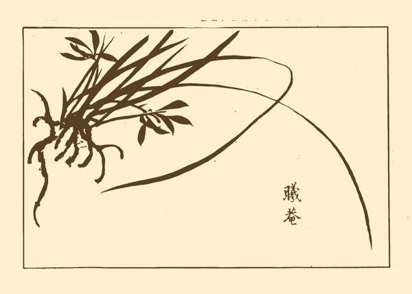 芥子园画谱兰花图片