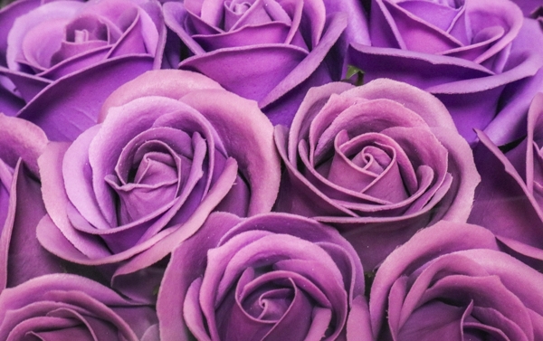 紫色玫瑰
